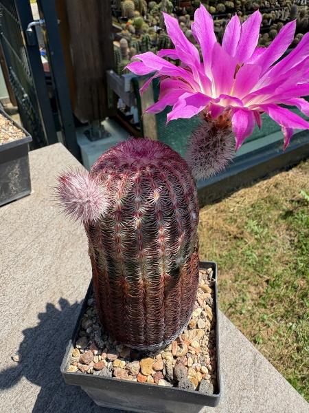Echinocereus dasyacanthus
